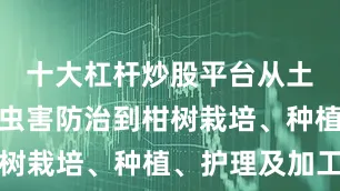 十大杠杆炒股平台从土壤培育、虫害防治到柑树栽培、种植、护理及加工
